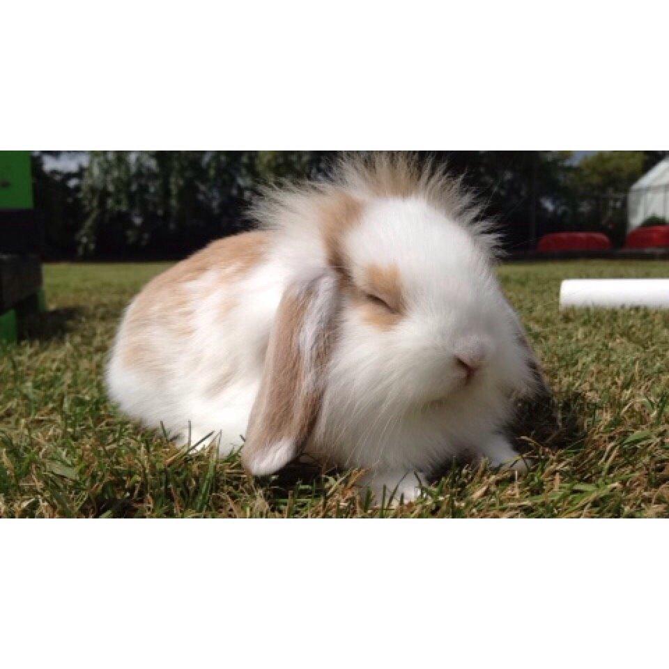 Kanin Hero billede 6