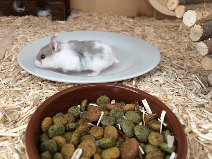 {{currentPhoto.altText}} billede {{currentPhoto.number}}