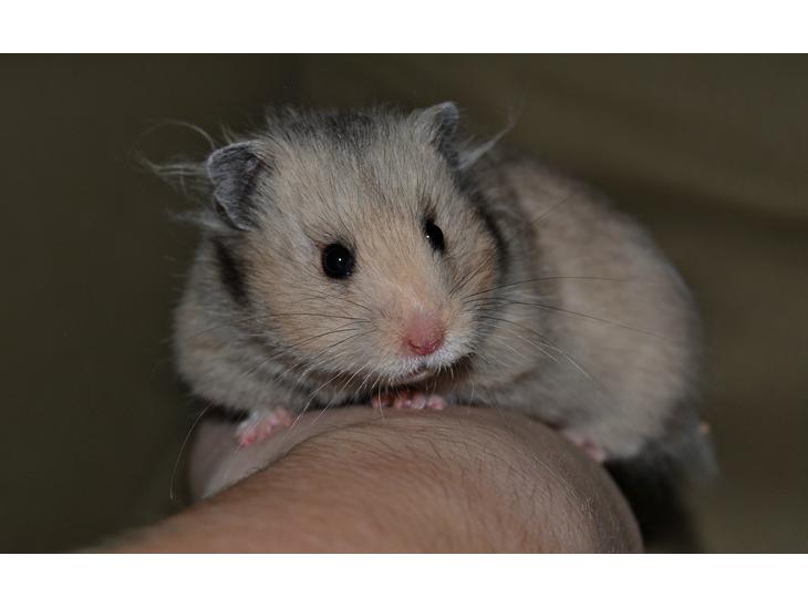 Hamster Fischers Cruella De'vil  billede 1