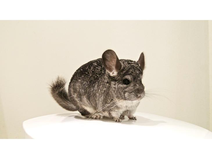 Chinchilla Chin Chin billede 1