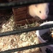 Hamster Lilo