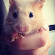 Hamster Pita Bread