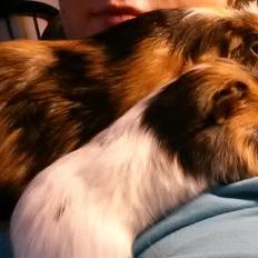 Marsvin Murloc Aurugugluglua