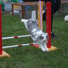 Kanin Smølfehusets Once in a Lifetime of 1D