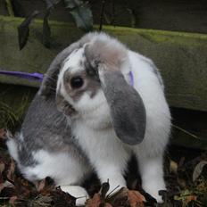 Kanin Smølfehusets Once in a Lifetime of 1D