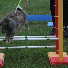 Kanin Smølfehusets Ready to Run of 1D *Bjørn*