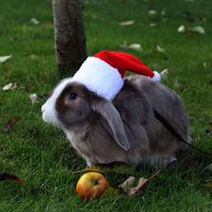 Kanin Luca *R.I.P*<3