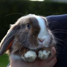 Kanin Luca *R.I.P*<3