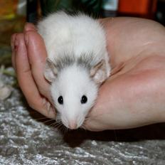 Tamrotte DE Valentin