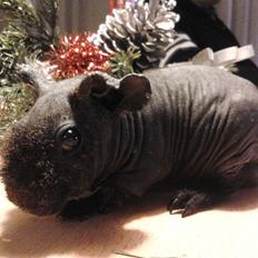 Marsvin ( Skinny) Jack O'Lantern von Fancy (kastrat)