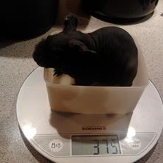 Marsvin ( Skinny) Jack O'Lantern von Fancy (kastrat)