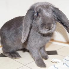 Kanin Pletvangs Bailando Jive