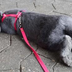 Kanin Pletvangs Bailando Jive