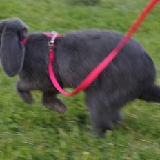 Kanin Pletvangs Bailando Jive