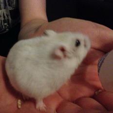 Hamster Josefine *(R.I.P)*