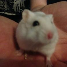 Hamster Josefine *(R.I.P)*