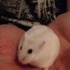 Hamster Josefine *(R.I.P)*