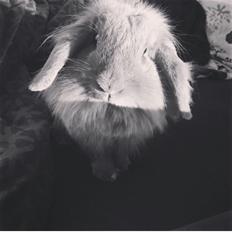 Kanin Bunny Blue *( R.I.P )* Smukke