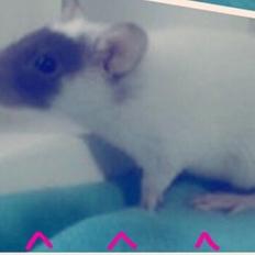 Tamrotte Liva *( R.I.P )*