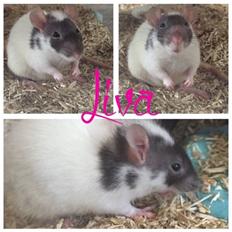 Tamrotte Liva *( R.I.P )*