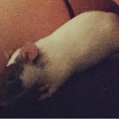 Tamrotte Liva *( R.I.P )*