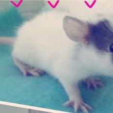 Tamrotte Jasmin *( R.I.P )*