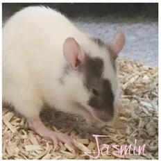 Tamrotte Jasmin *( R.I.P )*