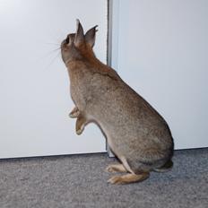 Kanin I'm a Wild One