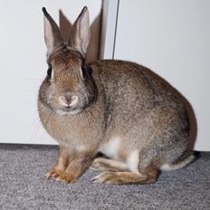 Kanin I'm a Wild One