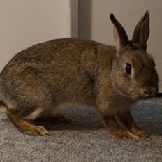 Kanin I'm a Wild One