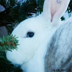 Kanin Alfa Omega "Kæmpe"