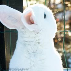 Kanin Alfa Omega "Kæmpe"