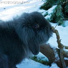 Kanin BlueBunnies AlPi Jon Snow "Blue"