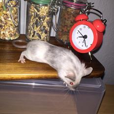 Mus Midnattens Sullivan