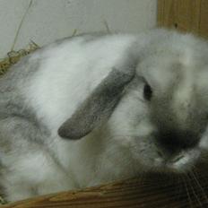 Kanin Kastaniens White Diamond