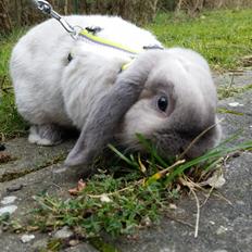 Kanin Dværgvædder Anakin