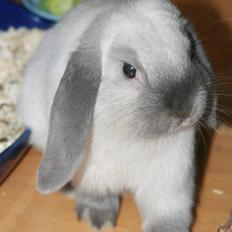 Kanin Dværgvædder Anakin