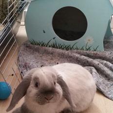 Kanin Dværgvædder Anakin