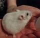 Hamster Josefine *(R.I.P)*