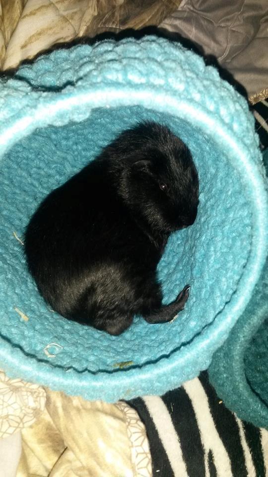 Marsvin Hitchcock billede 3