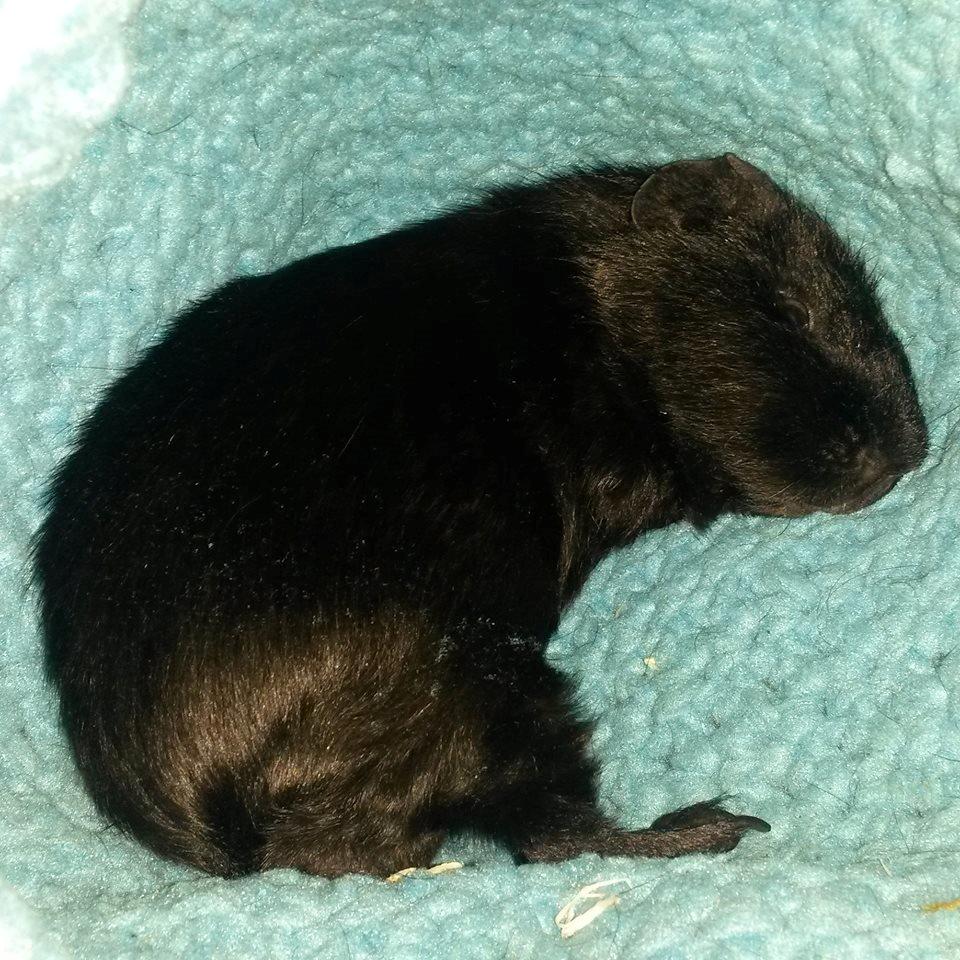 Marsvin Hitchcock billede 2