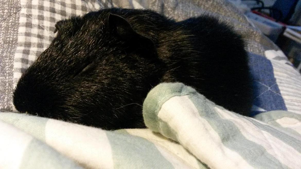 Marsvin Hitchcock billede 7