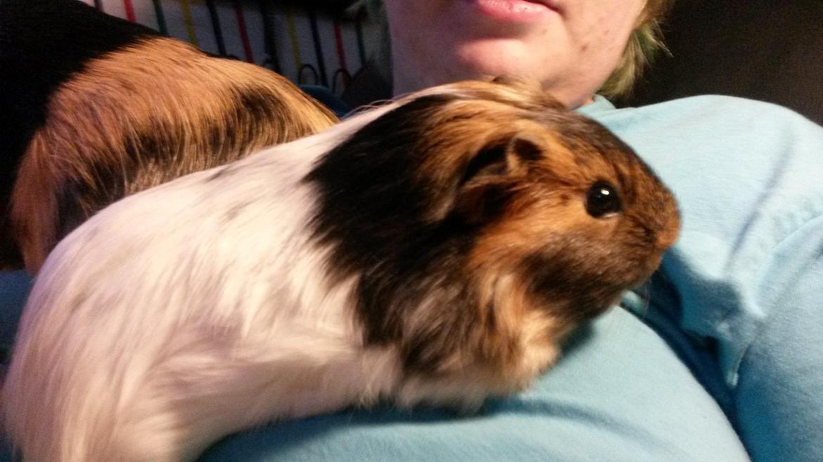 Marsvin Murloc Aurugugluglua billede 6