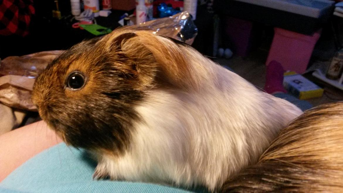 Marsvin Murloc Aurugugluglua billede 9