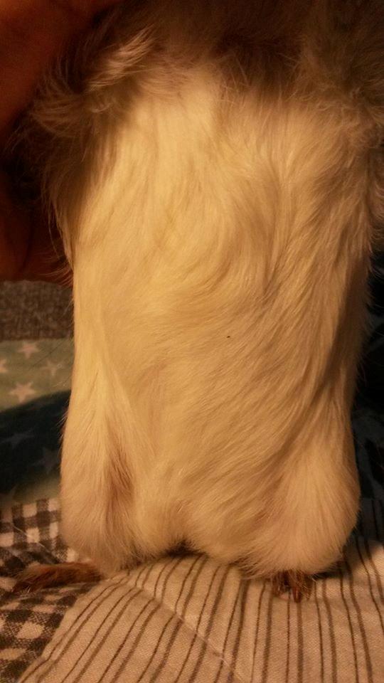 Marsvin Murloc Aurugugluglua billede 17