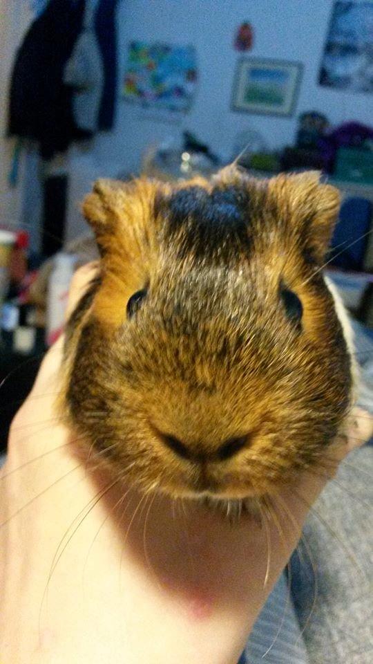 Marsvin Murloc Aurugugluglua billede 10