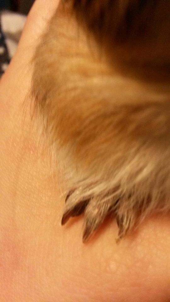 Marsvin Murloc Aurugugluglua billede 18