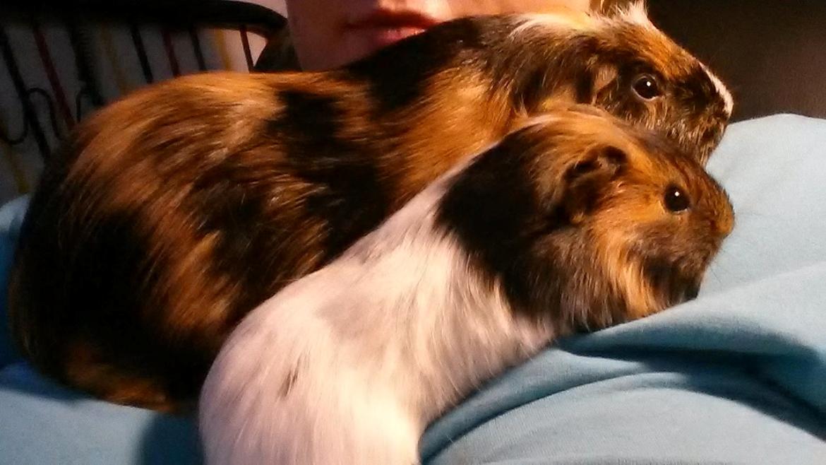 Marsvin Murloc Aurugugluglua billede 1