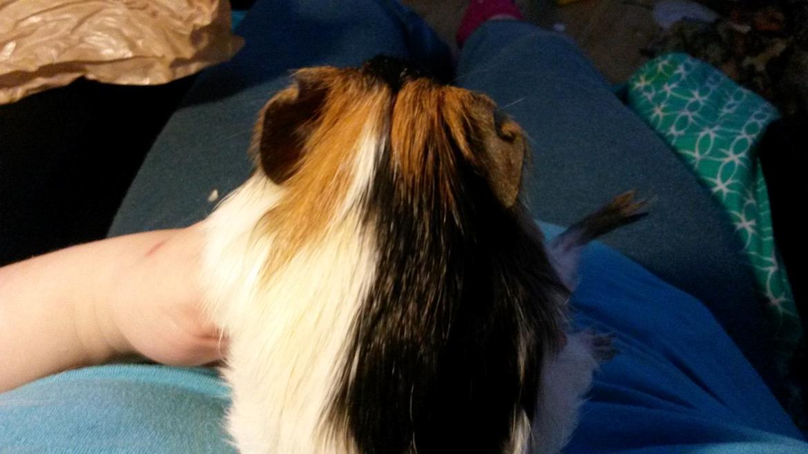 Marsvin Murloc Aurugugluglua billede 8