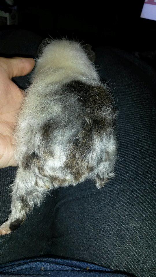 Marsvin Varic billede 6